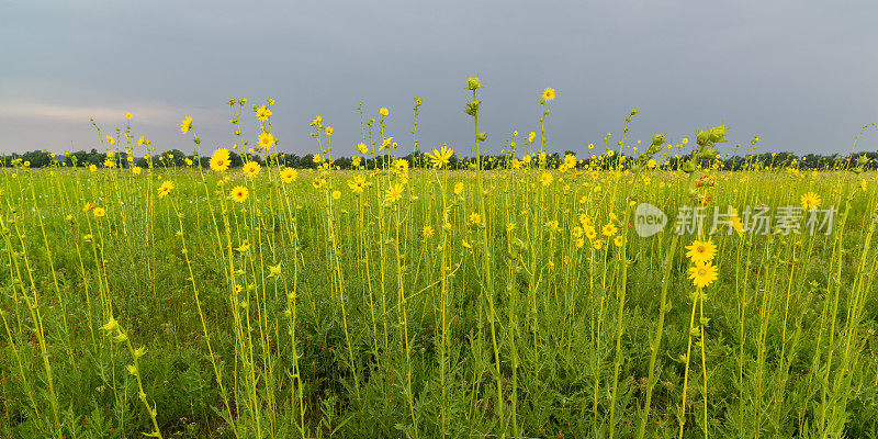 罗盘草(Silphium laciniatum)，切罗基草原，AR